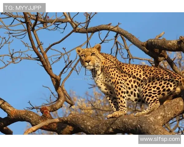 非洲猎豹的足球明星在绿茵场上的速度与激情之旅